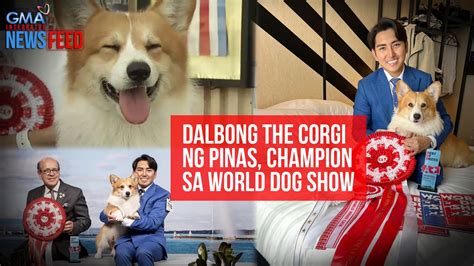 Dalbong The Corgi ng Pinas, champion sa World Dog Show.